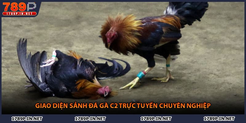 Giao diện sảnh đá gà C2 trực tuyến chuyên nghiệp